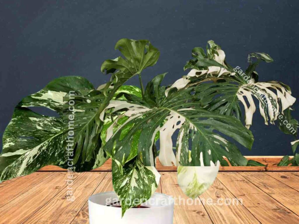 a Monstera Albo Deliciosa
