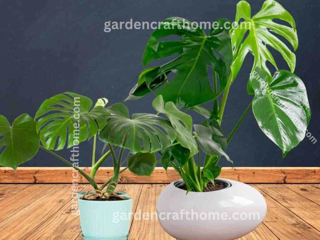 a Monstera Deliciosa