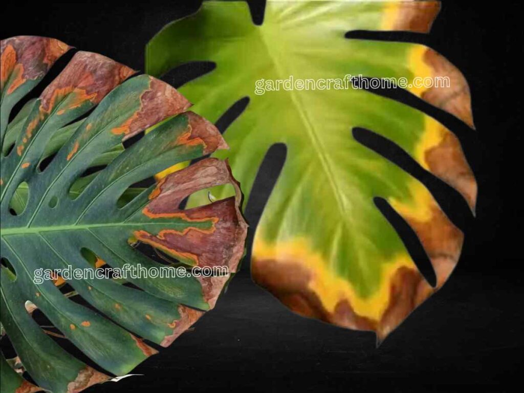 Monstera Leaves With Brown edges