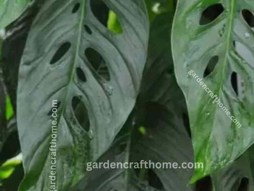 a Monstera Lechleriana