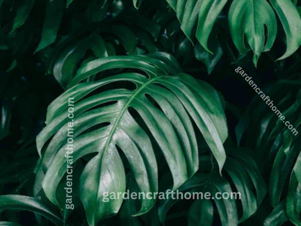 a Monstera Pinnatipartita