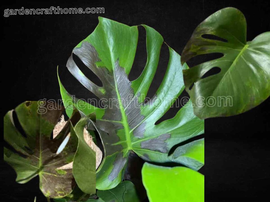 Monstera With Black Leaves