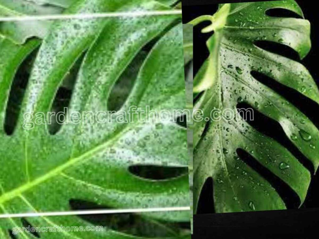 monstera wet Leaf