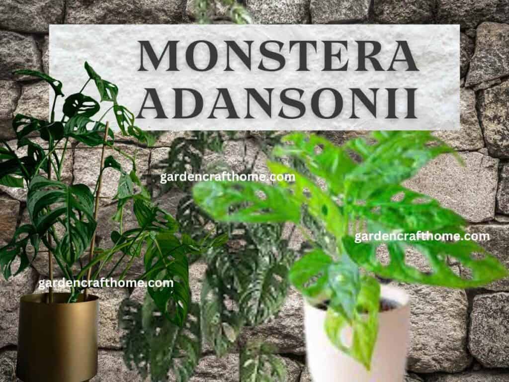 Monstera adansonii care