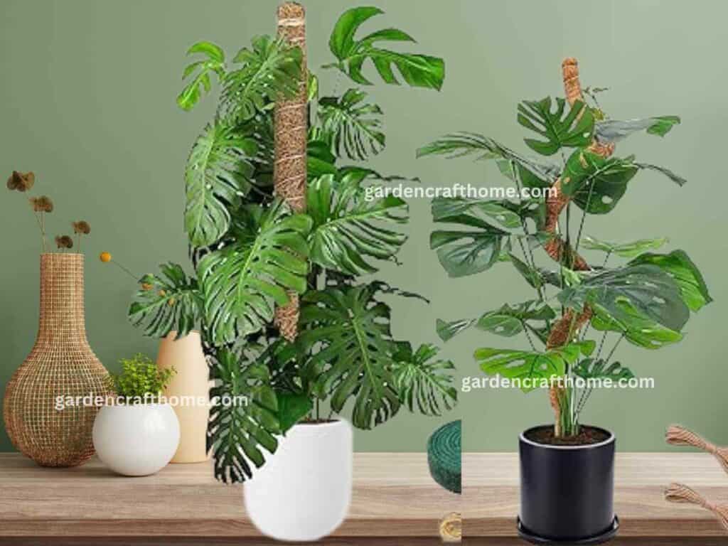 stake Monstera plant