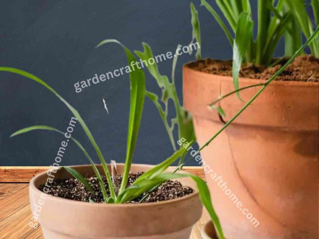  Propagate Spider Plants Stolon