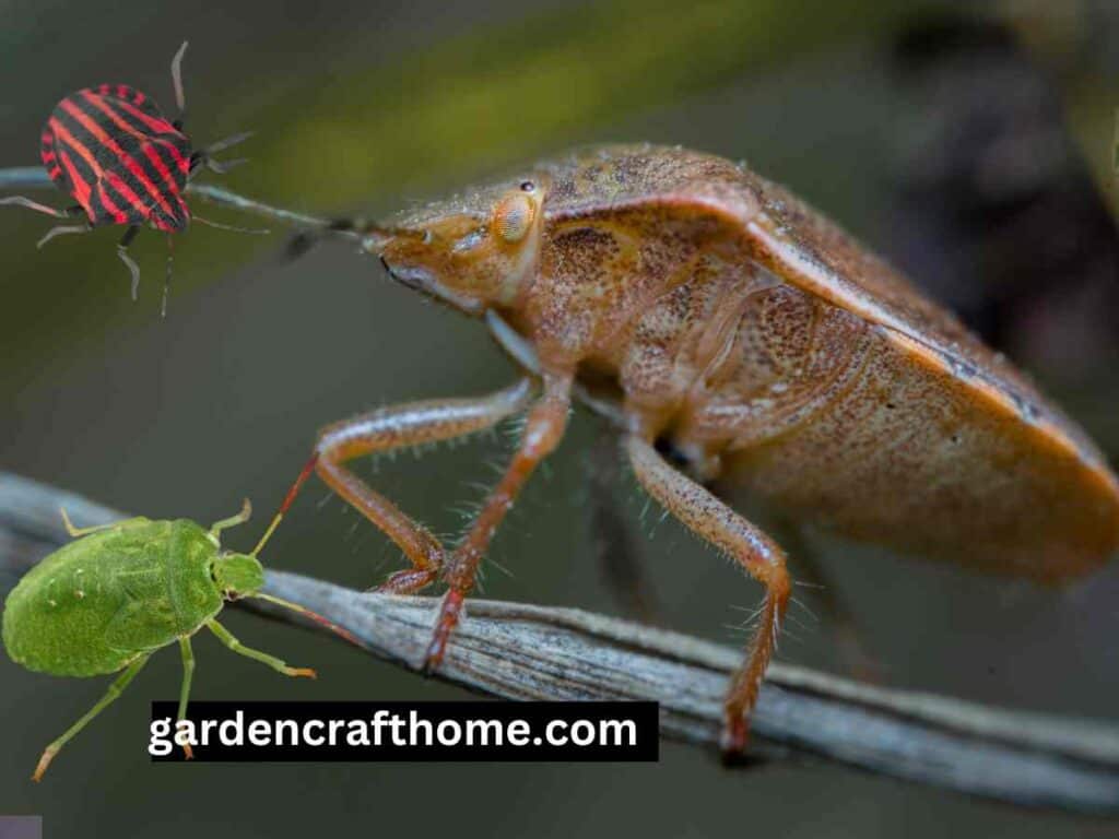 Shield bug