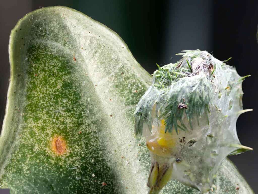 Monstera Turning Yellow because of Spider Mite