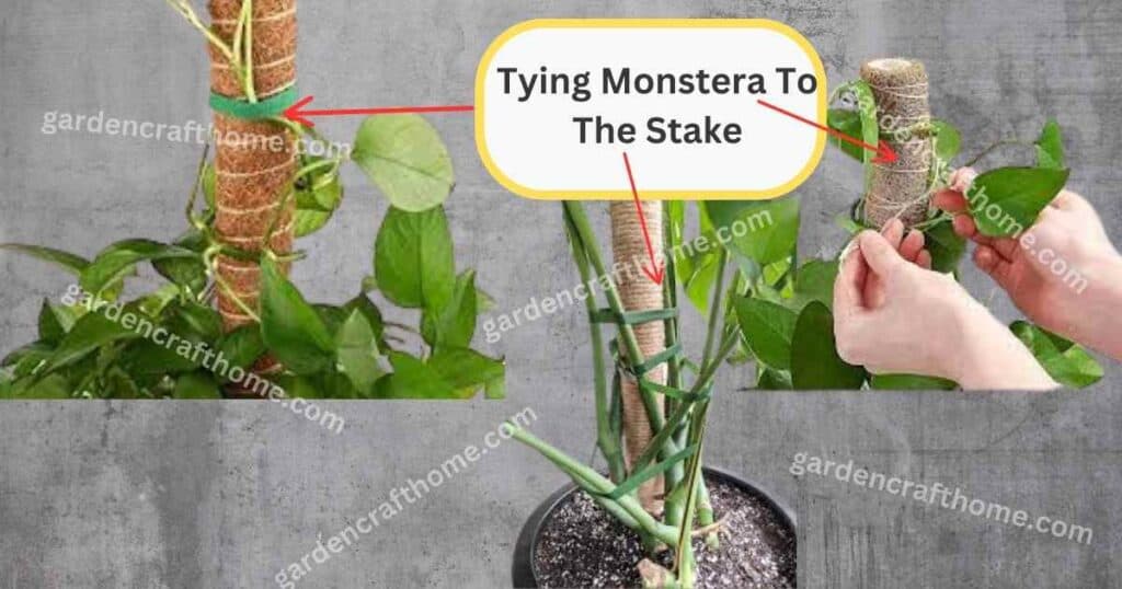 Tying Monstera To a Stake