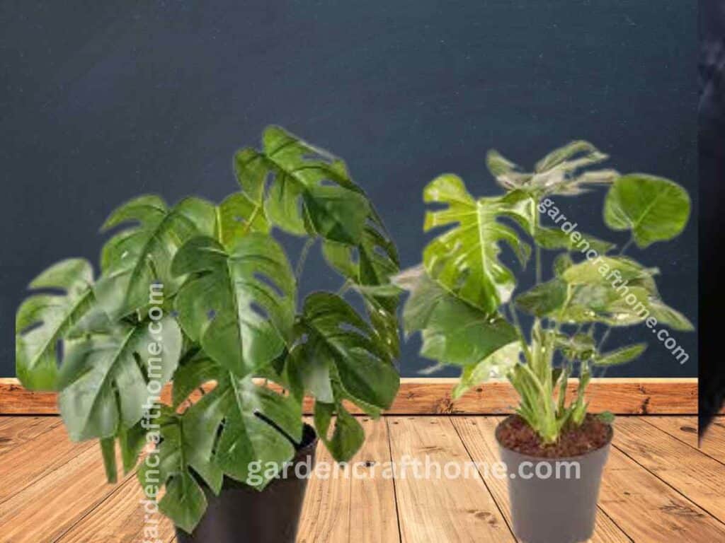 Types Of Monstera