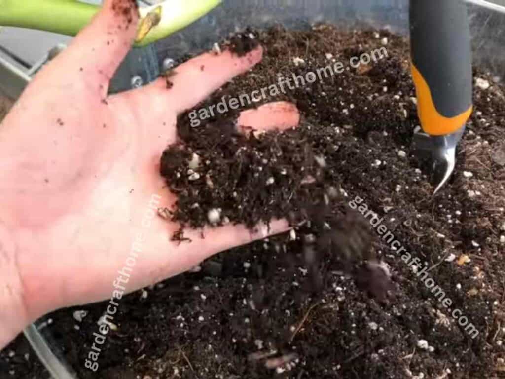 best Soil for Monsteras 