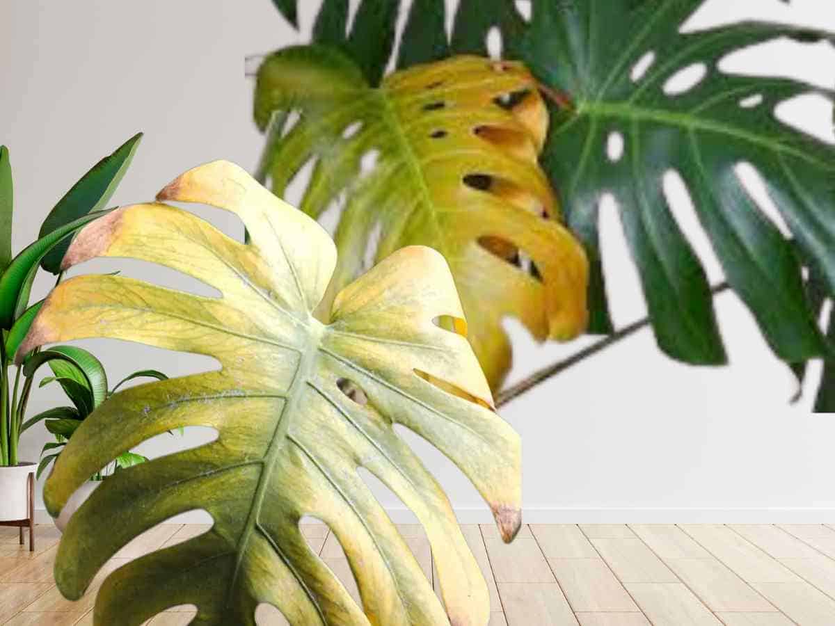 Why Is My Monstera Turning Yellow