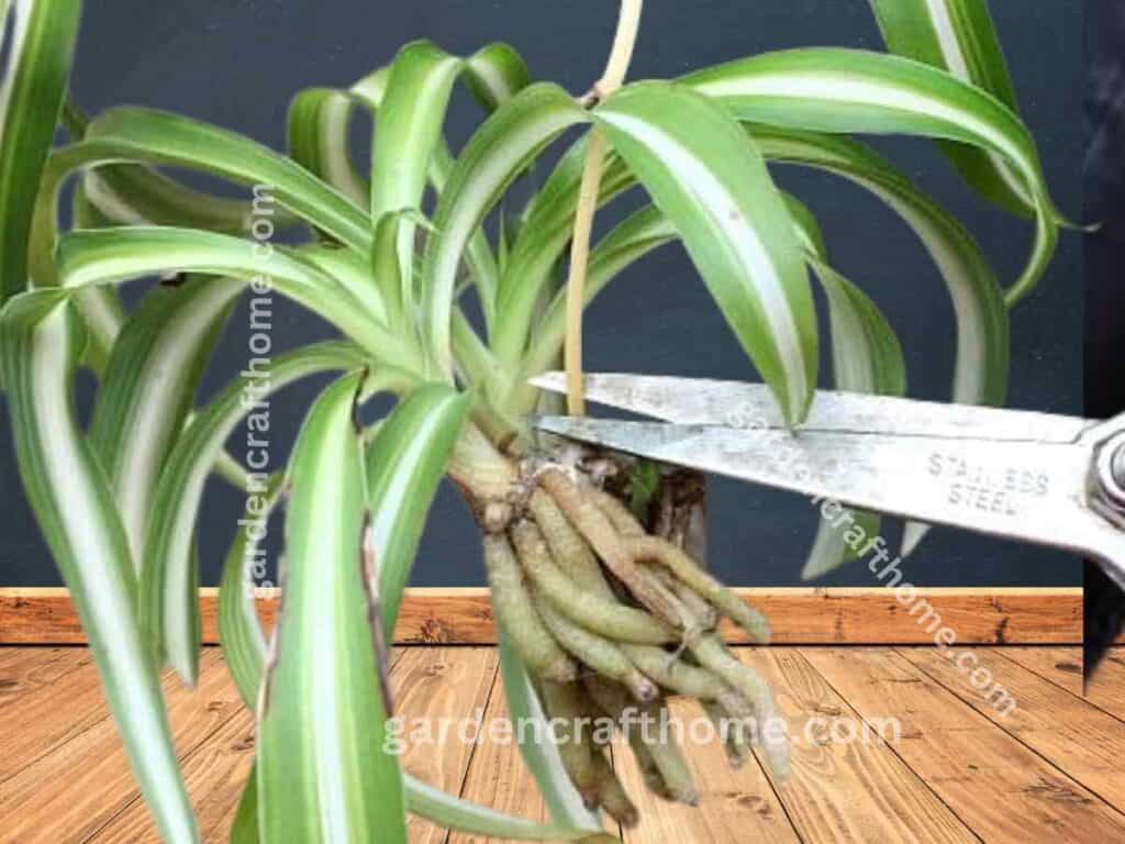  cutting spider plant baby