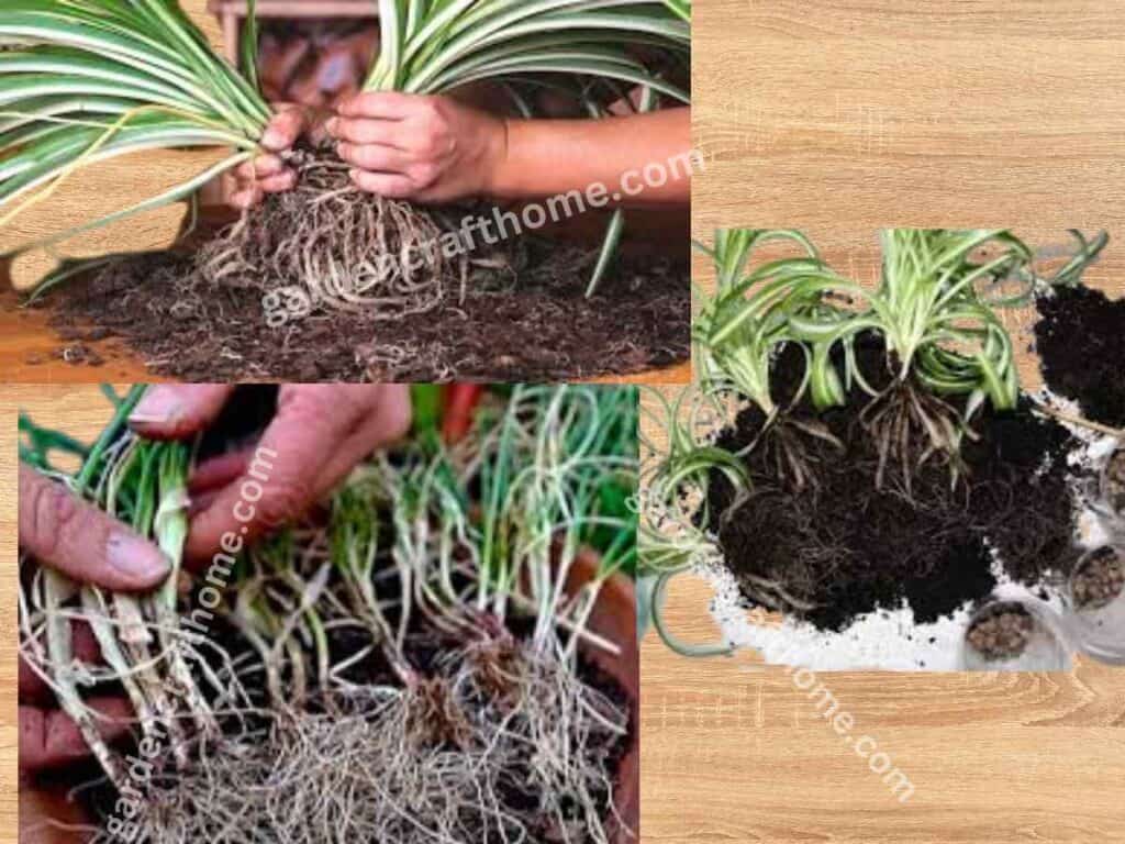 dividing Spider Plants root ball