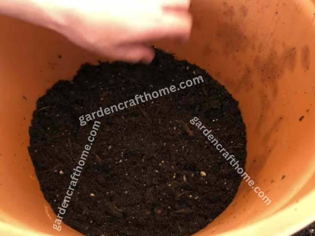 filling potting soil