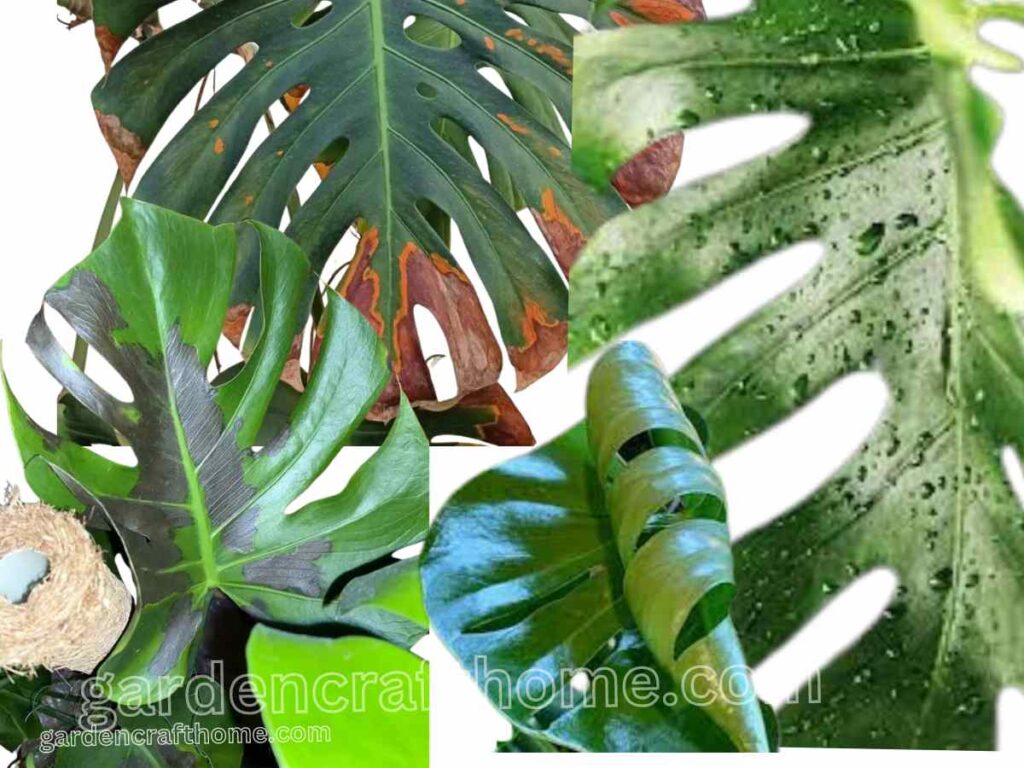 monstera common problem