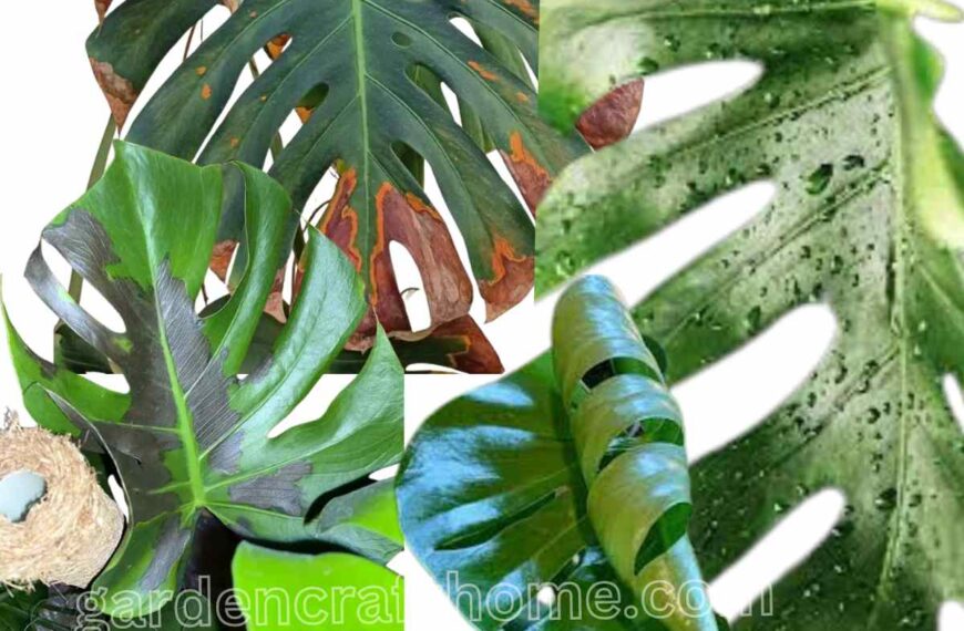 monstera common problem