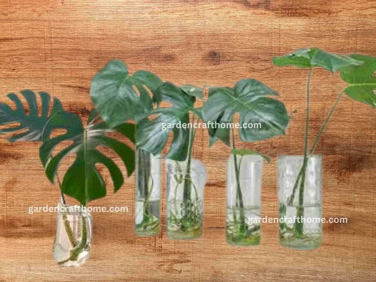 How To Propagate Monstera