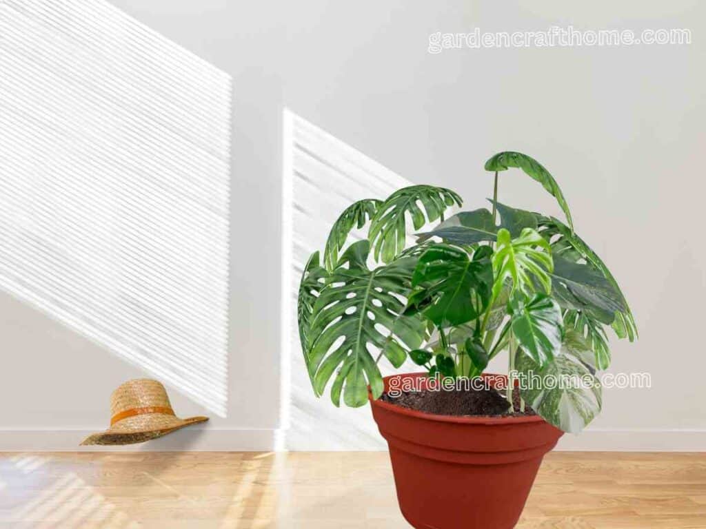 monstera plant getting indirect sunligth