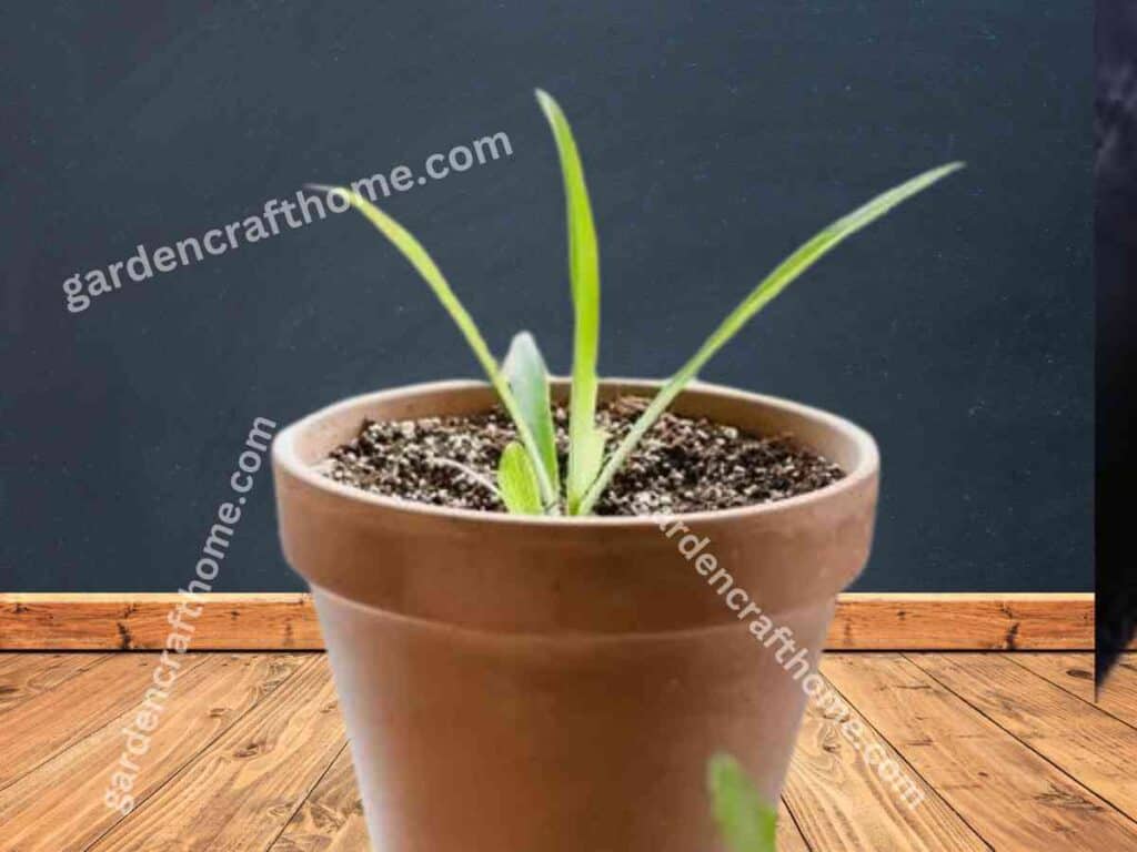 plantting spider plant in soil 