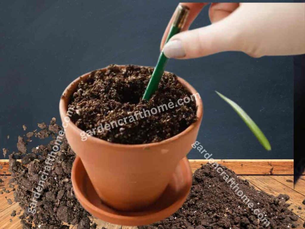 preparing potting soil for spider plant