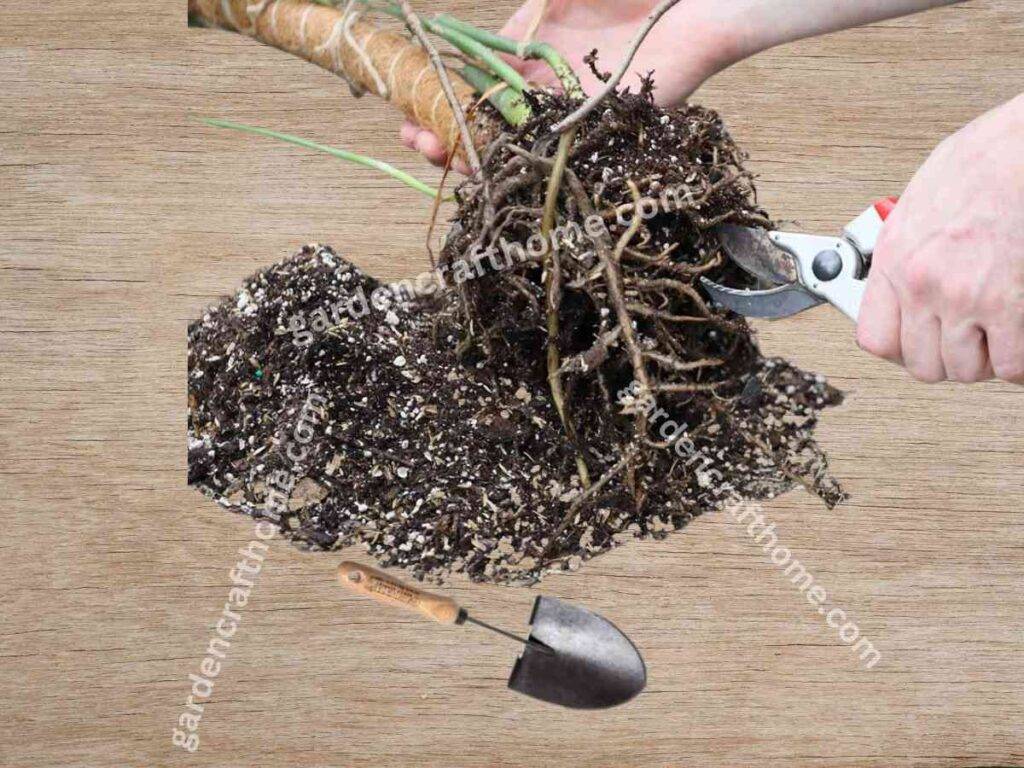 monstera root rot and healthy roots Monstera