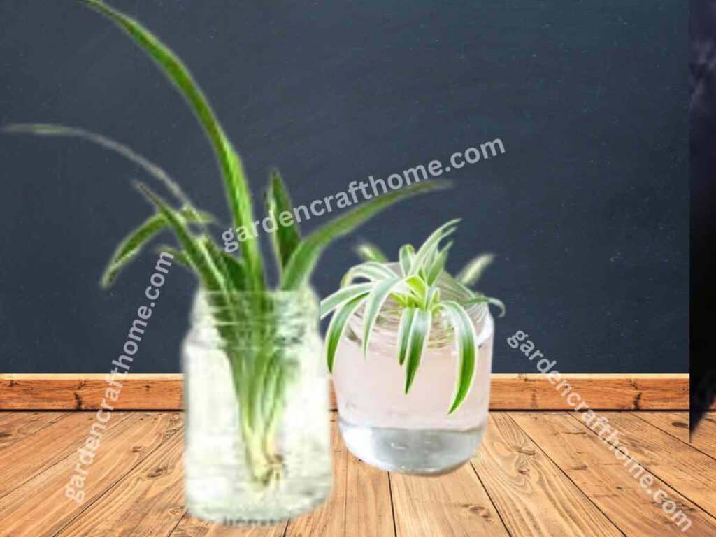  spider plant baby in water