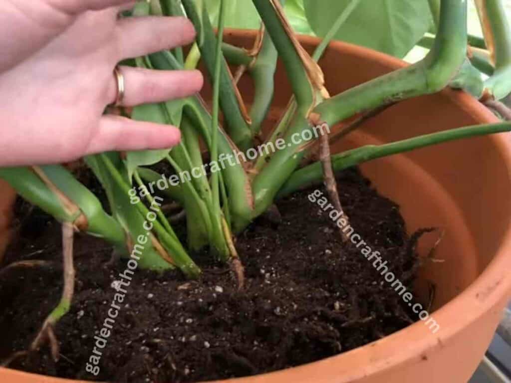 filling potting soil