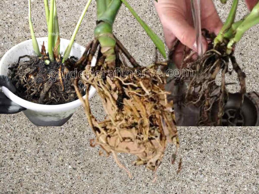 Monstera Root Rot