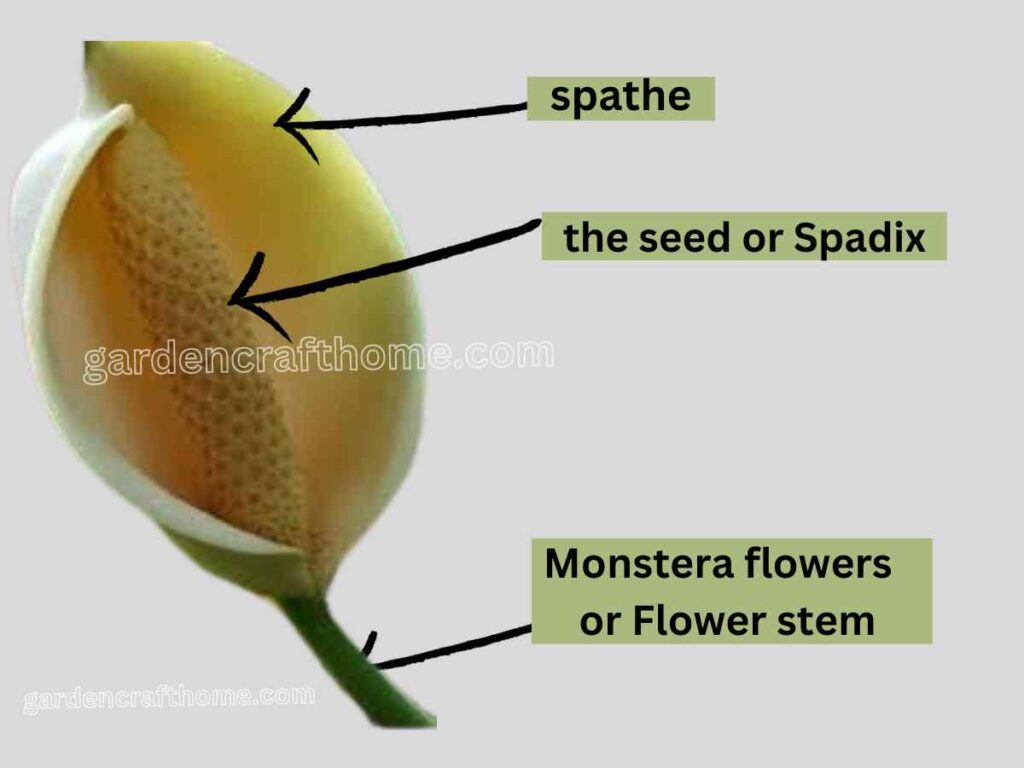 a Monstera flowers structure 