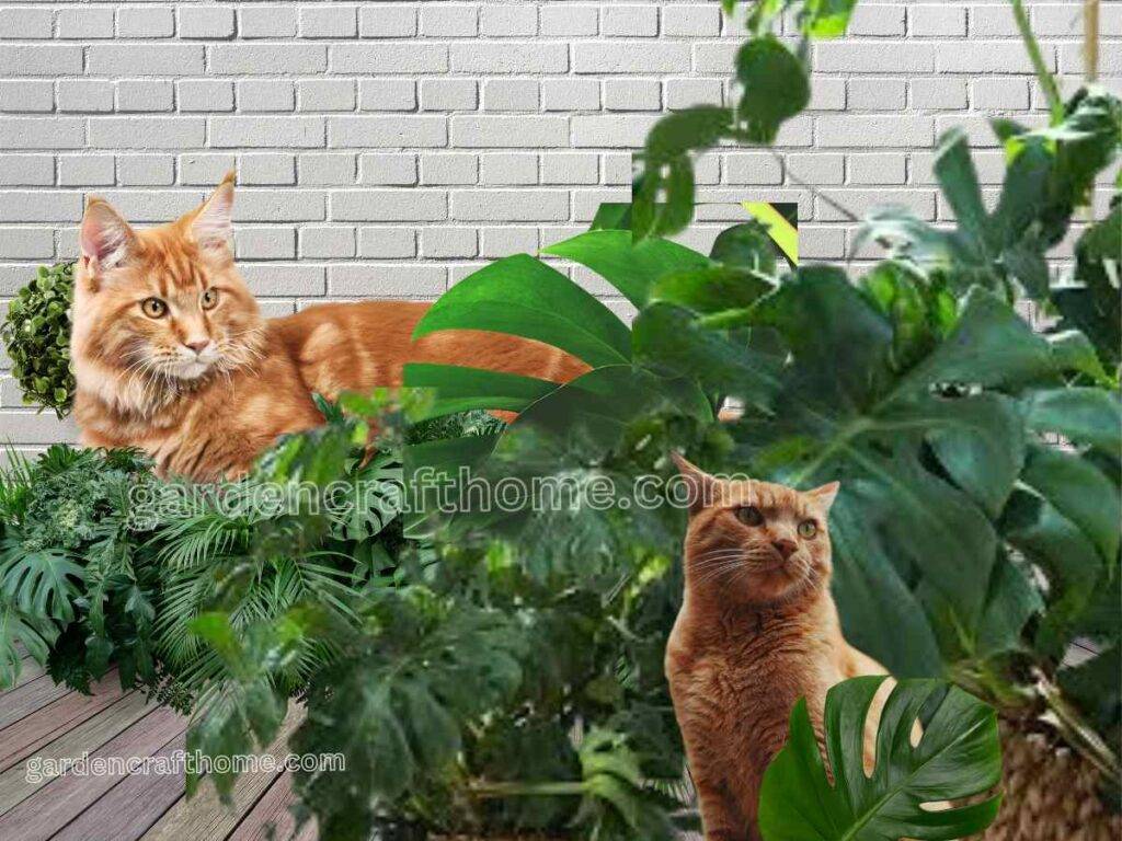 how To Prevent Cat From Monstera Plant