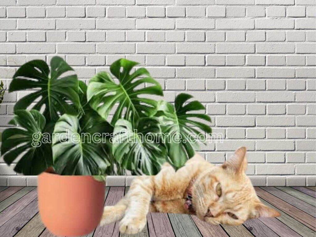 Monstera Toxic To Cats