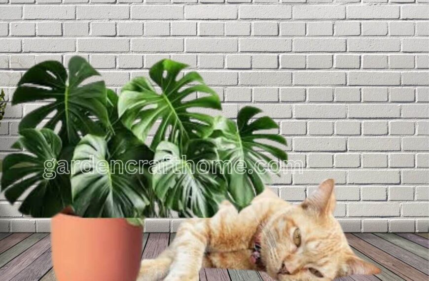 Monstera Toxic To Cats