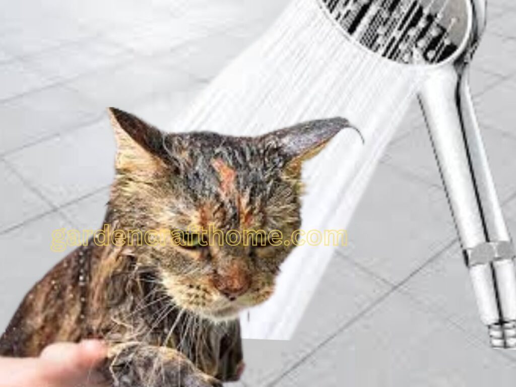 Bathing a cat