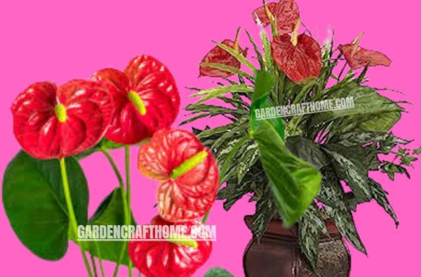 Anthurium Andraeanum Care