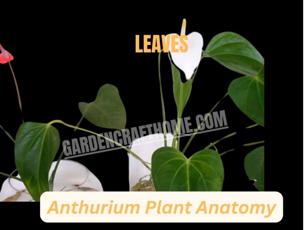 Anthurium Andraeanum Leaves