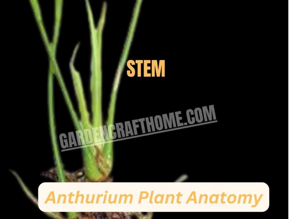 Anthurium Andraeanum stem