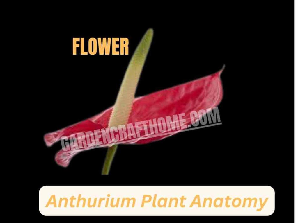 Anthurium Andraeanum flower