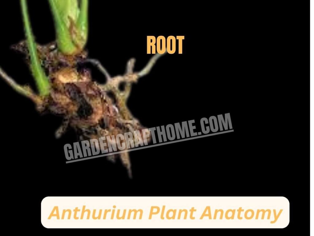 Anthurium Andraeanum root