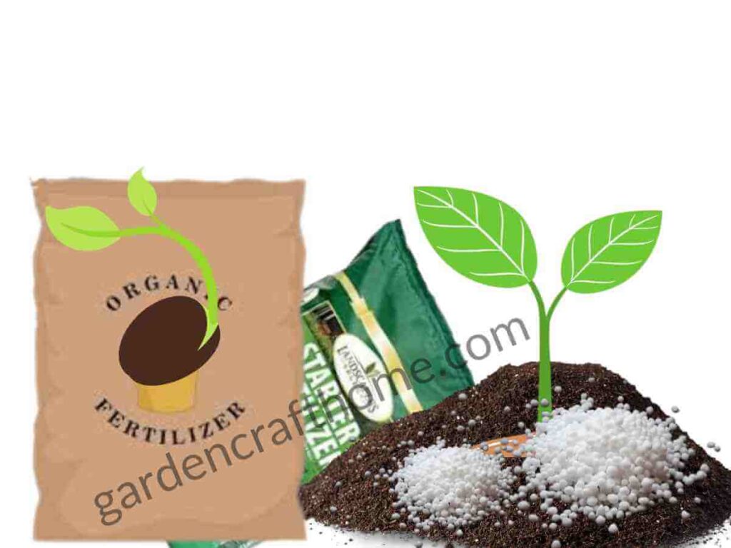 Fertilizer For Ficus