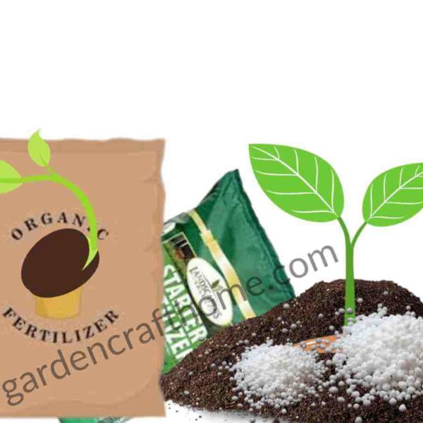 Fertilizer For Ficus