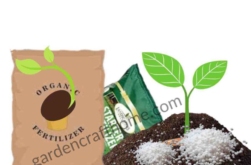 Fertilizer For Ficus