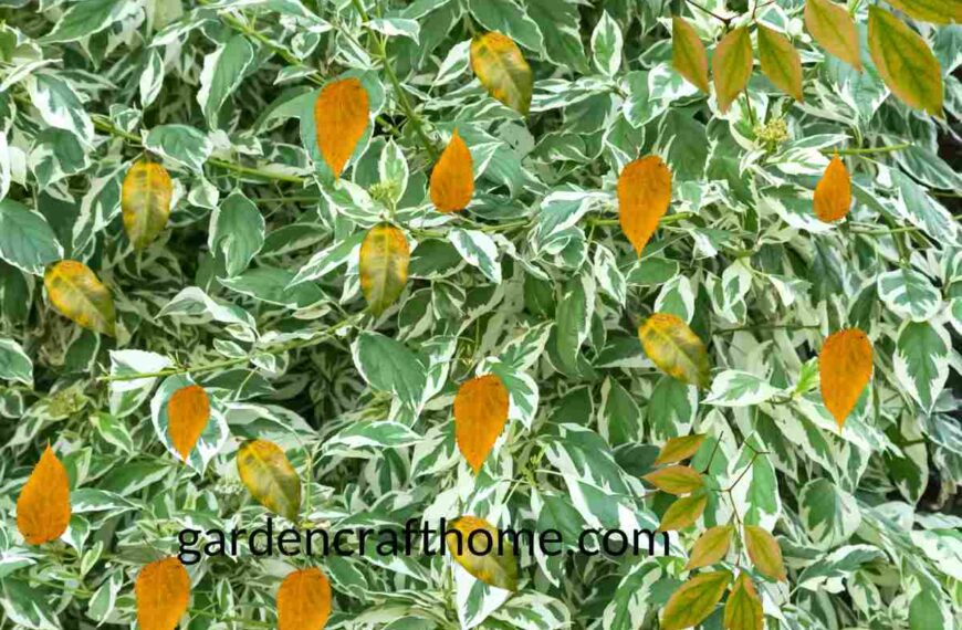 Ficus Benjamina Leave Turning Yellow