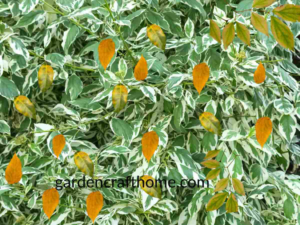 Ficus Benjamina Leave Turning Yellow