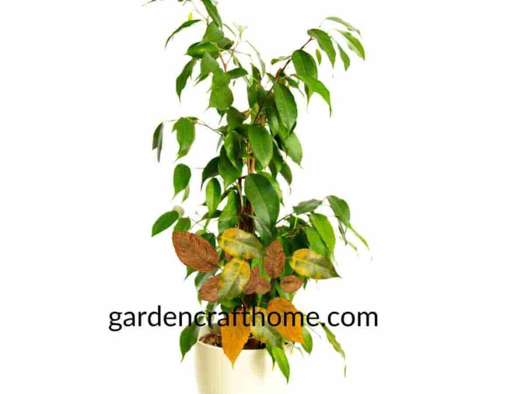 Ficus Benjamina old Leave 