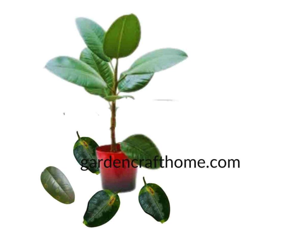 Ficus Elastica Is Losing Its Leaves