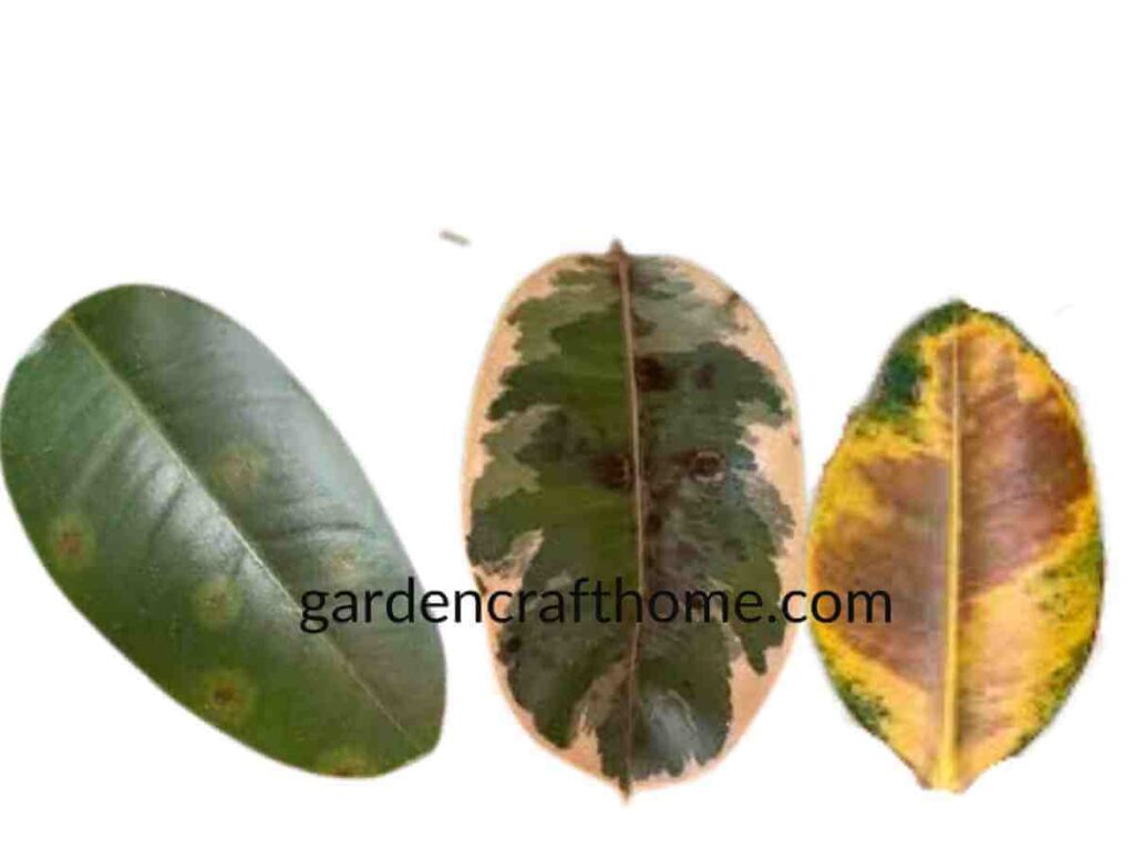 Ficus Elastica Issues