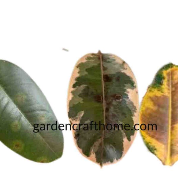 Ficus Elastica Issues