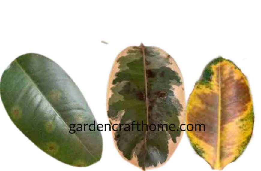 Ficus Elastica Issues