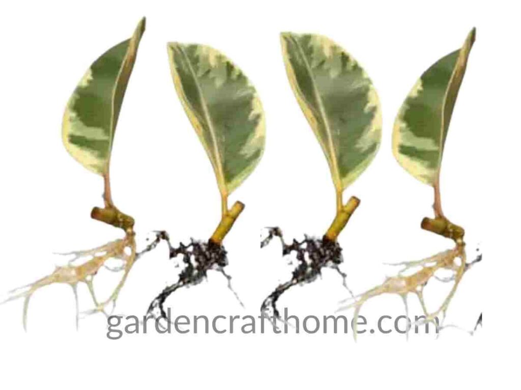 Ficus Elastica Single-Node Cutting